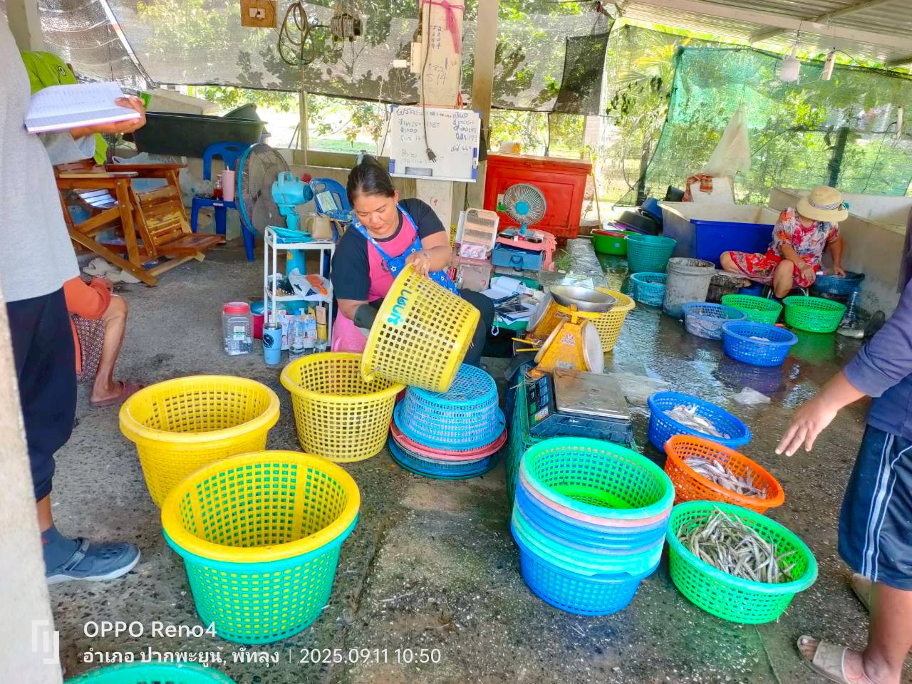 สภาวะสัตว์น้ำรอบทะเลสาบสงขลา เดือนกันยายน 2568                              