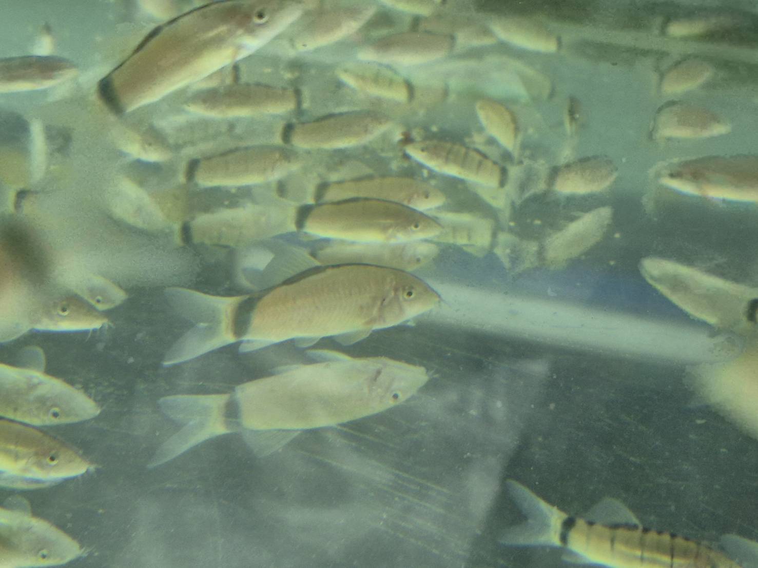 ประมงอำเภอพิบูลมังสาหาร เยี่ยม