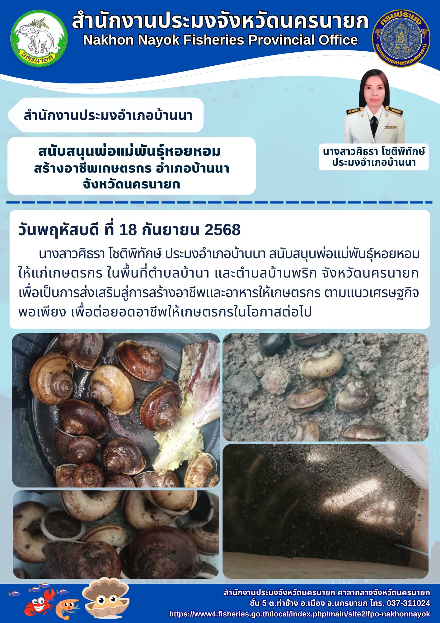 สนับสนุนพ่อแม่พันธุ์หอยหอม สร้างอาชีพเกษตรกร อำเภอบ้านนา..คลิก