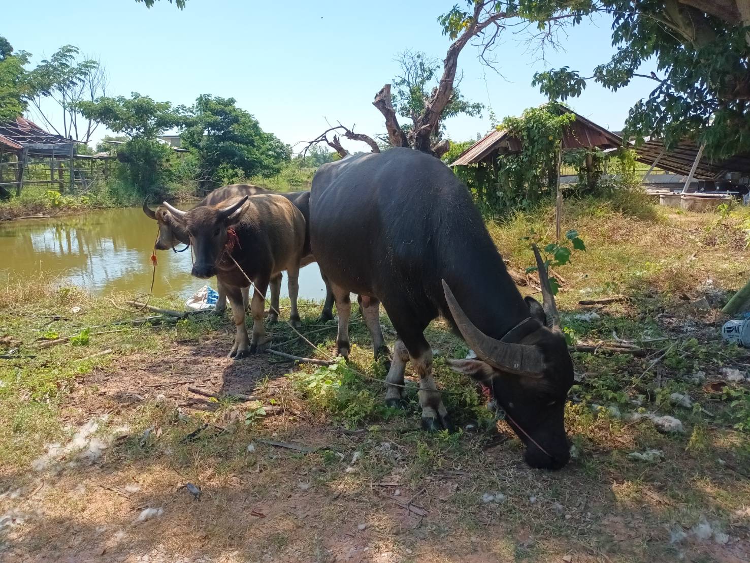 ตรวจเยี่ยมเกษตรกร ในพื้นที่ อ.บ้านแท่น จ.ชัยภูมิ