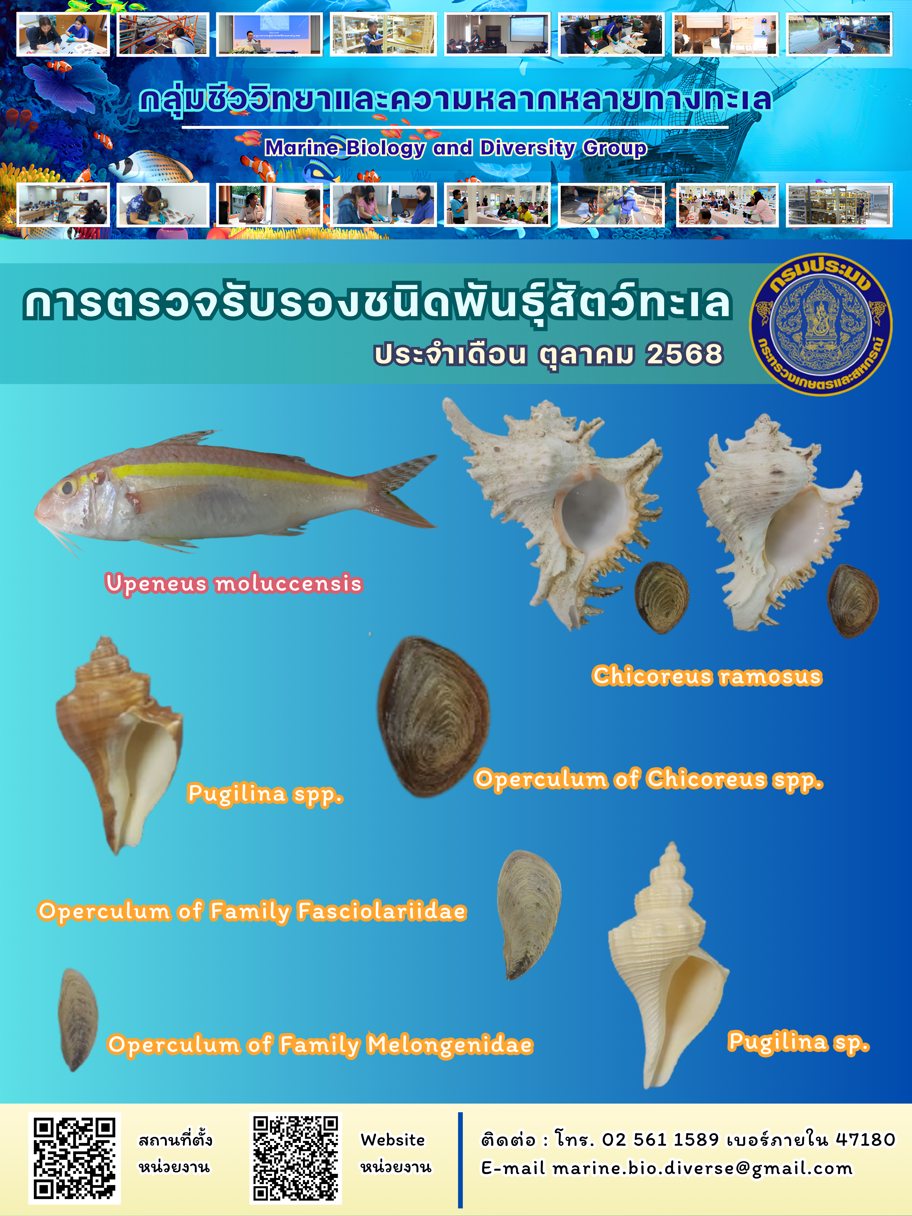 สรุปข้อมูลตรวจรับรองชนิดพันธุ์สัตว์ทะเล ประจำปี 2568 เดือนตุลาคม..คลิก