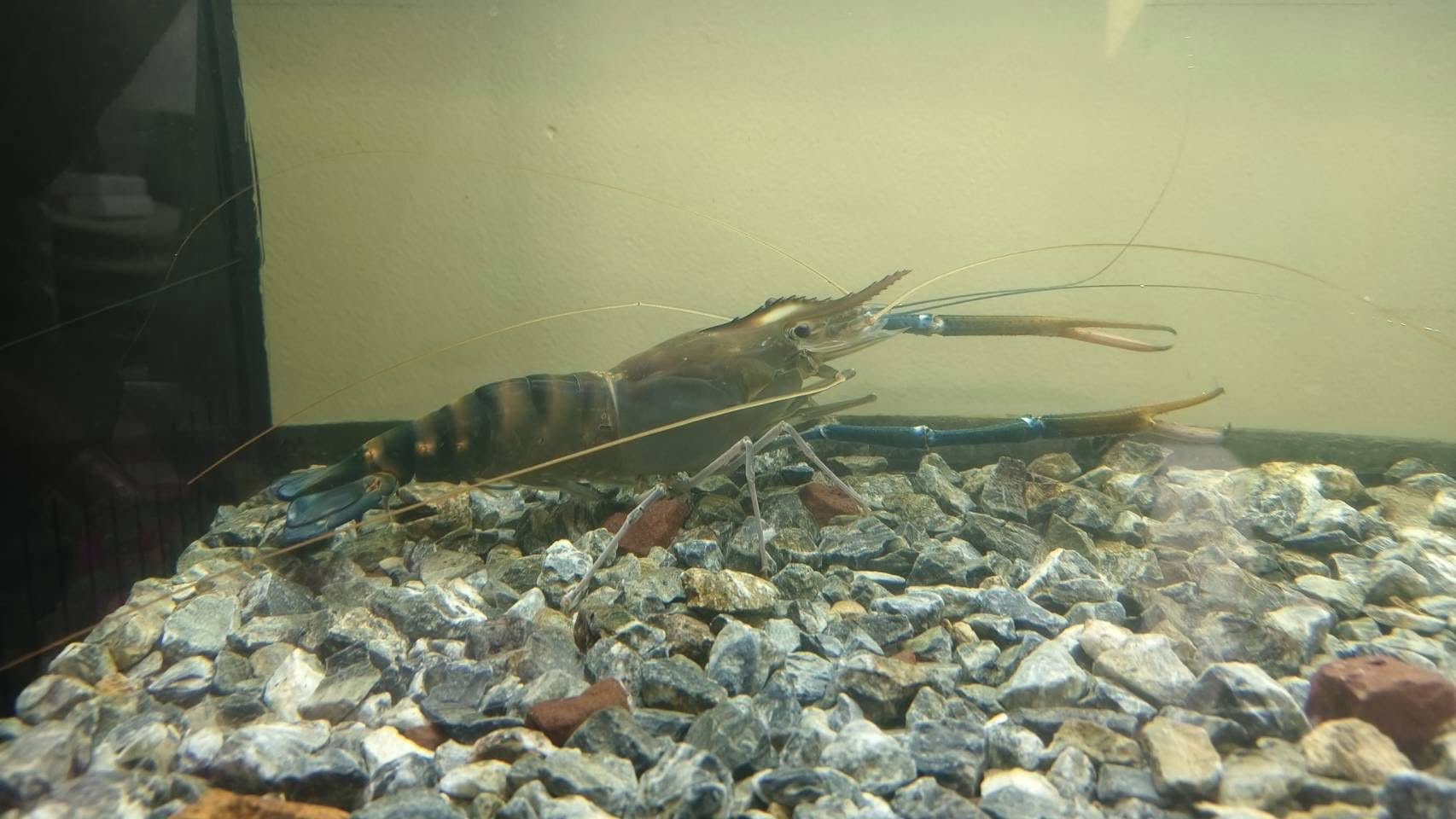 ร่วมต้อนรับคณะเจ้าหน้าที่จากกองวิจัยและพัฒนาการเพาะเลี้ยงสัตว์น้ำจืด กรมประมง และผู้แทน