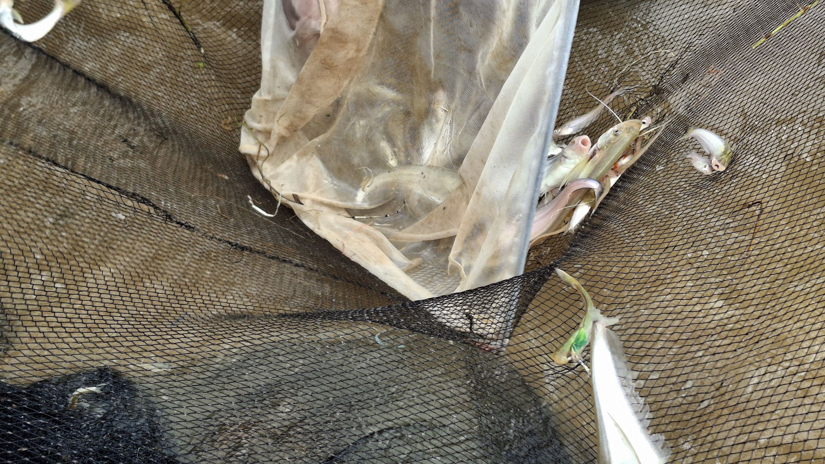 ร่วมเป็นผู้กำกับดูแล ในการทำการประมงเพื่อประโยชน์ทางวิชาการ 