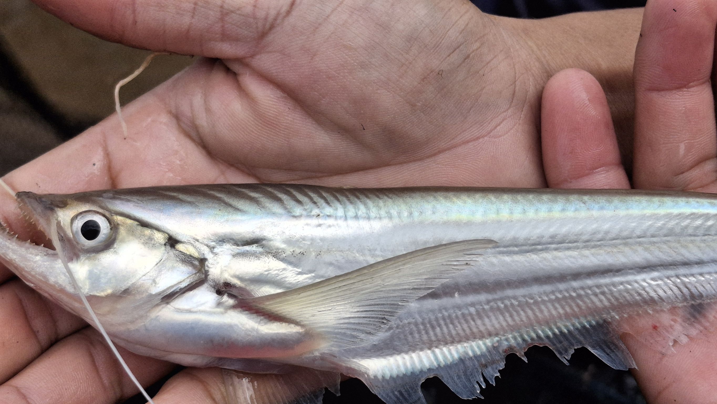 ร่วมเป็นผู้กำกับดูแล ในการทำการประมงเพื่อประโยชน์ทางวิชาการ 