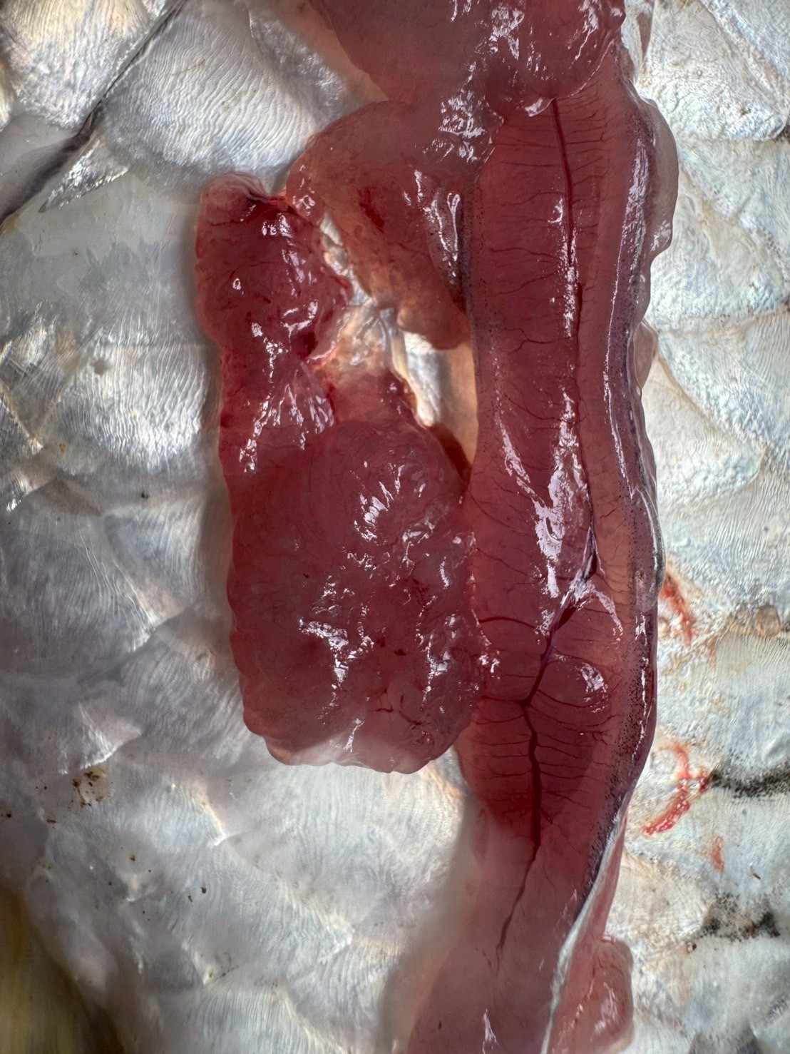 โครงการบริหารจัดการทรัพยากรประมง..คลิก