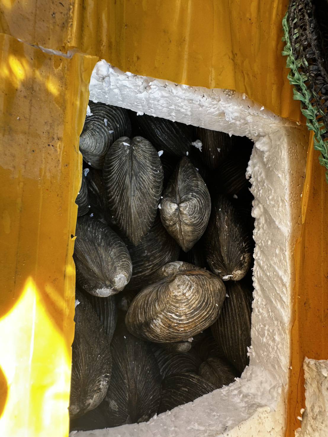 ข่าวกิจกรรมวันที่ 5 พฤศจิกายน 2568 เจ้าหน้าที่ด่านตรวจประมงนครพนม ตรวจสอบสัตว์น้ำส่งออก ชนิด หอยตลับ มีชีวิต ปริมาณ 1,050 กิโลกรัม  ณ อาคารตรวจสินค้าและเก็บของกลาง ด่านศุลกากรนครพนม