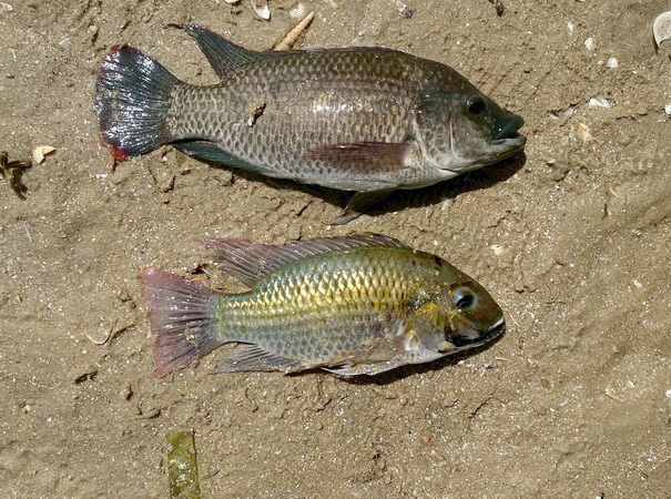 ร่วมกิจกรรม “ลงแขก ลงคลอง กำจัดปลาหมอคางดำ“ จังหวัดสงขลา..คลิก