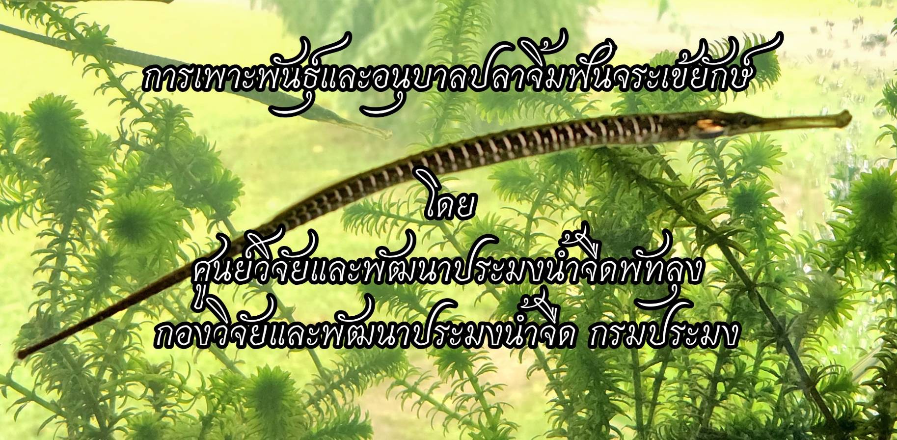การเพาะพันธุ์และอนุบาลปลาจิ้มฟันจระเข้ยักษ์