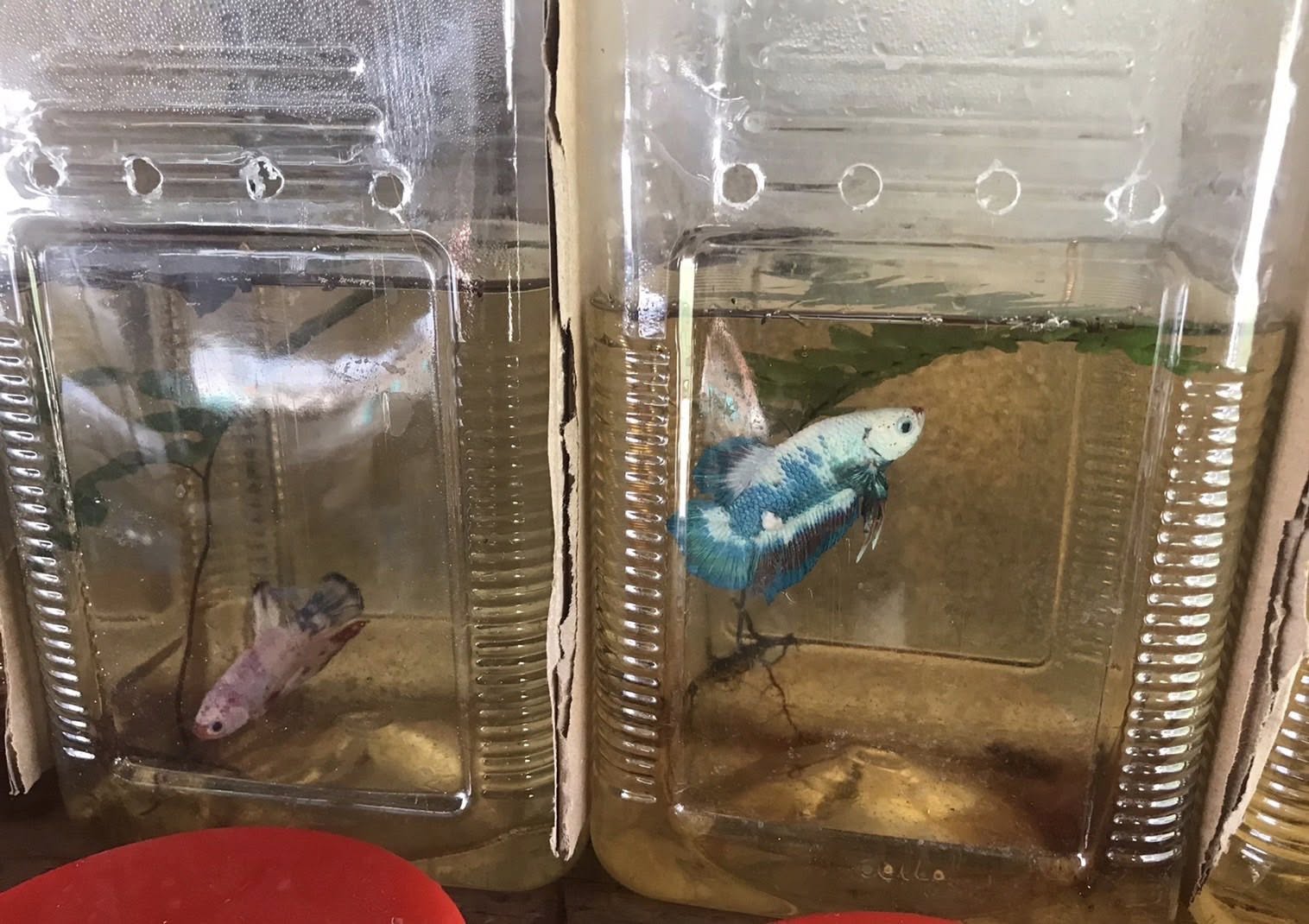 ลงพื้นที่รับคำขอขึ้นทะเบียนเกษตรกรผู้เพาะเลี้ยงสัตว์น้ำ (ทบ.1) (ปลากัด)