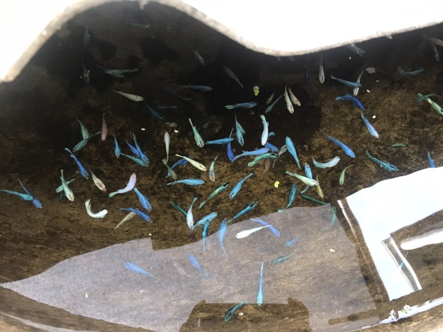 ลงพื้นที่รับคำขอขึ้นทะเบียนเกษตรกรผู้เพาะเลี้ยงสัตว์น้ำ (ทบ.1) (ปลากัด)..คลิก