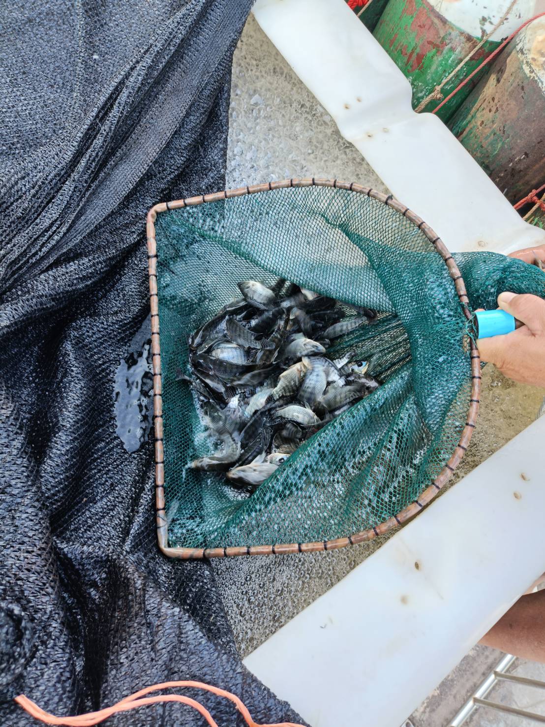 ข่าวกิจกรรม วันที่ 10 พฤศจิกายน 2568 เจ้าหน้าที่สำนักงานตรวจประมงบึงกาฬ ตรวจสอบการส่งออก ลูกปลานิล จำนวน 50,000 ตัว ณ ด่านพรมแดนบึงกาฬ จังหวัดบึงกาฬ ..คลิก