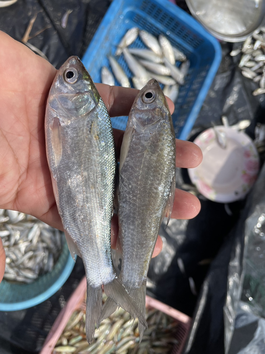 ปฎิบัติงานควบคุมการทำประมง ประชาสัมพันธ์สร้างการรับรู้ พร้อมกำชับชาวประมงในเรื่องการใช้เครื่องมือการทำประมงที่ผิดกฎหมาย และร่วมสำรวจชนิดพันธุ์สัตว์น้ำที่ได้จากการทำประมง..คลิก