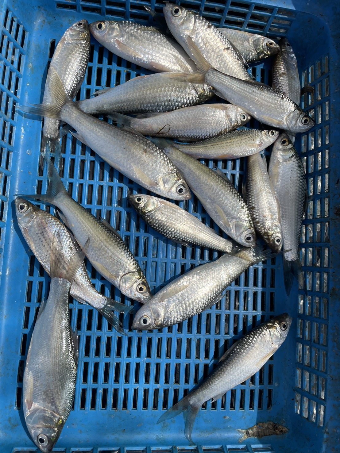 ปฎิบัติงานควบคุมการทำประมง ประชาสัมพันธ์สร้างการรับรู้ พร้อมกำชับชาวประมงในเรื่องการใช้เครื่องมือการทำประมงที่ผิดกฎหมาย และร่วมสำรวจชนิดพันธุ์สัตว์น้ำที่ได้จากการทำประมง