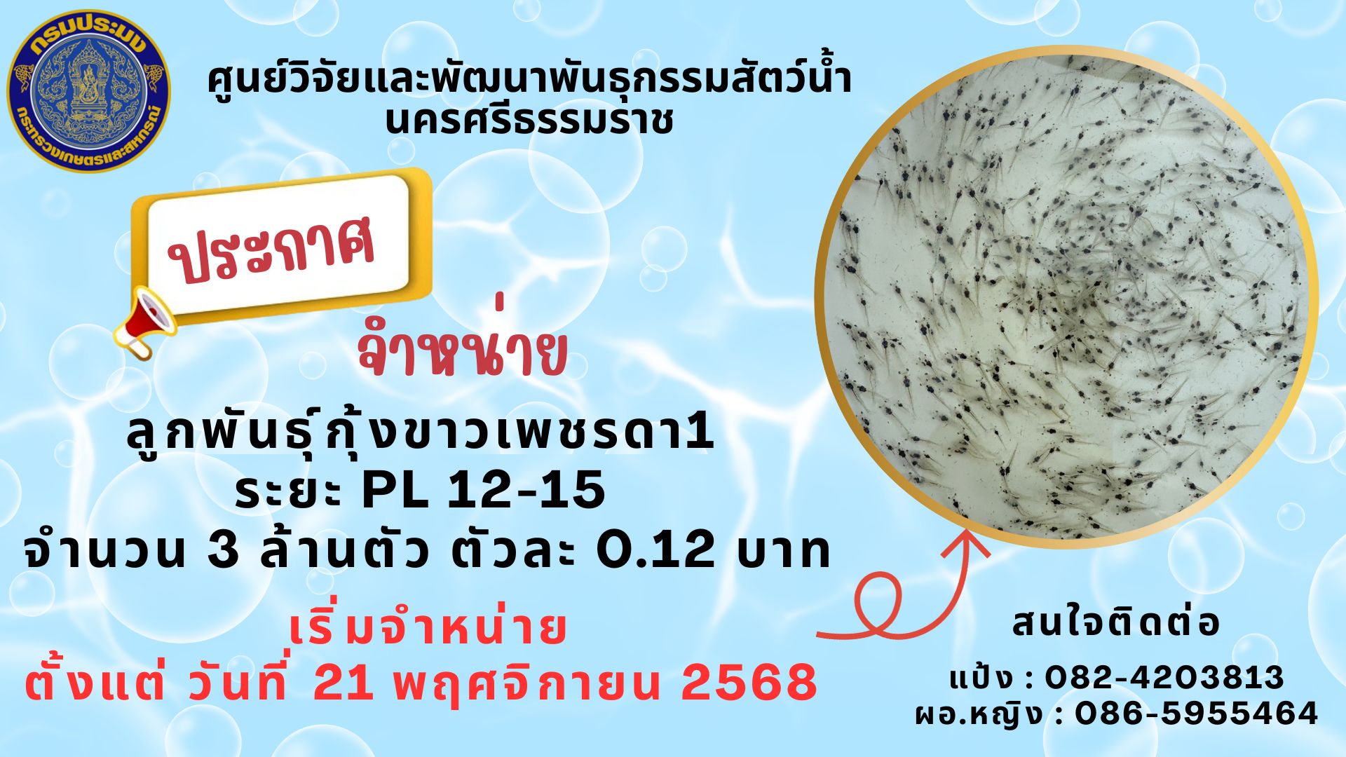 จำหน่าย ลูกพันธุ์กุ้งขาวเพชรดา 1 ระยะ PL 12-15 จำนวน 3 ล้านตัว..คลิก