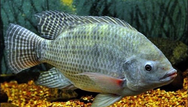 อุตสาหกรรมอาหารทะเลบราซิลปั่นป่วนจากการห้ามจับปลานิล