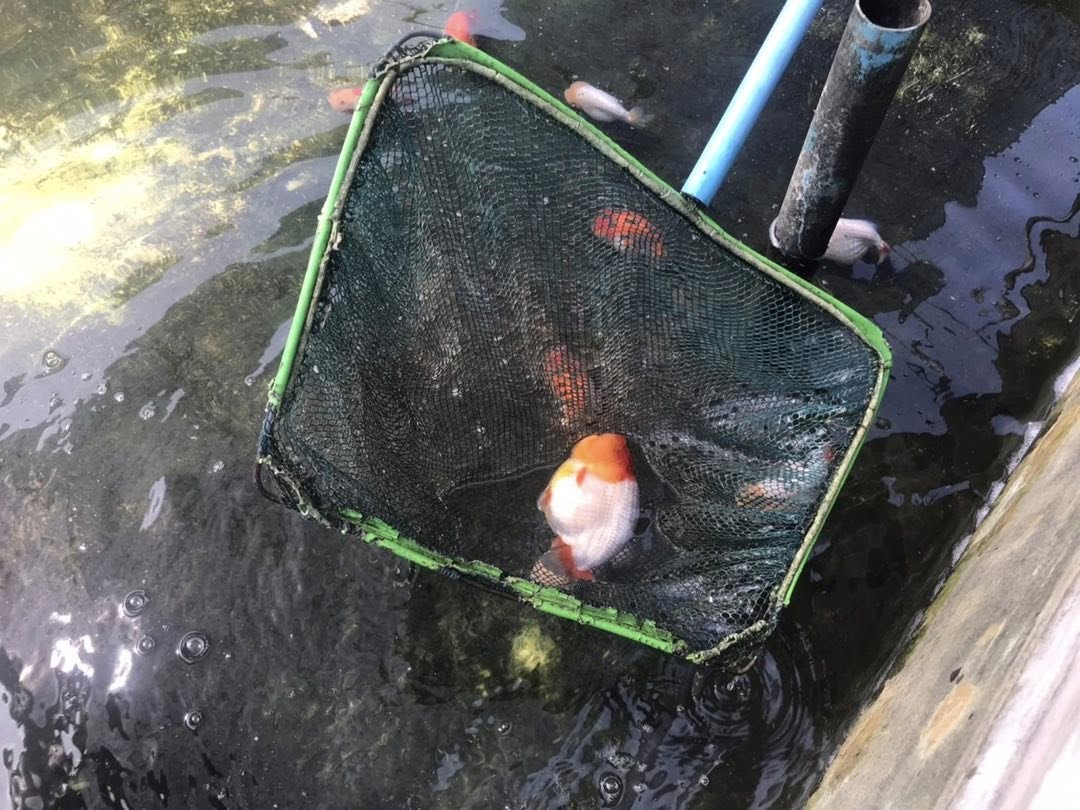 ลงพื้นที่เยี่ยมฟาร์มเพาะเลี้ยงสัตว์น้ำสวยงาม (ปลาทอง) พร้อมรับคำขอต่ออายุทะเบียนเกษตรกรผู้เพาะเลี้ยงสัตว์น้ำ (ทบ.1)..คลิก