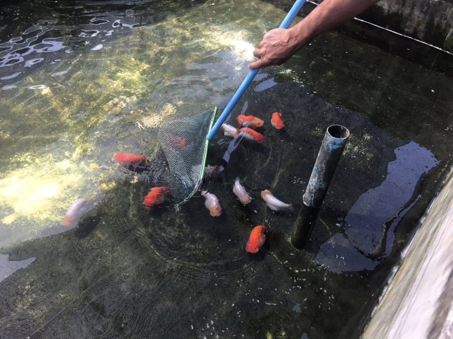 ลงพื้นที่เยี่ยมฟาร์มเพาะเลี้ยงสัตว์น้ำสวยงาม (ปลาทอง) พร้อมรับคำขอต่ออายุทะเบียนเกษตรกรผู้เพาะเลี้ยงสัตว์น้ำ (ทบ.1)