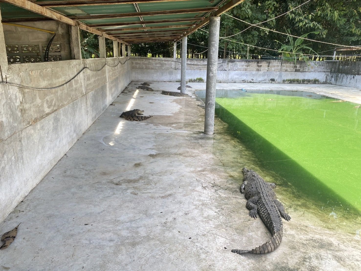 ลงพื้นที่ตรวจสอบสถานประกอบกิจการฟาร์มเพาะเลี้ยงสัตว์น้ำ (จระเข้)..คลิก