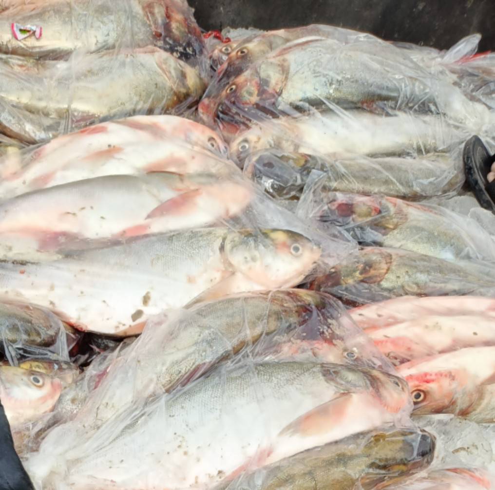 ข่าวกิจกรรม วันที่ 14 พฤศจิกายน 2568 เจ้าหน้าที่สำนักงานตรวจประมงบึงกาฬ (ด่านตรวจประมงนครพนม) ตรวจสอบสินค้าประมงส่งออกชนิด ปลาลิ่นฮื้อ ณ ด่านศุลกากรบึงกาฬ จังหวัดบึงกาฬ..คลิก