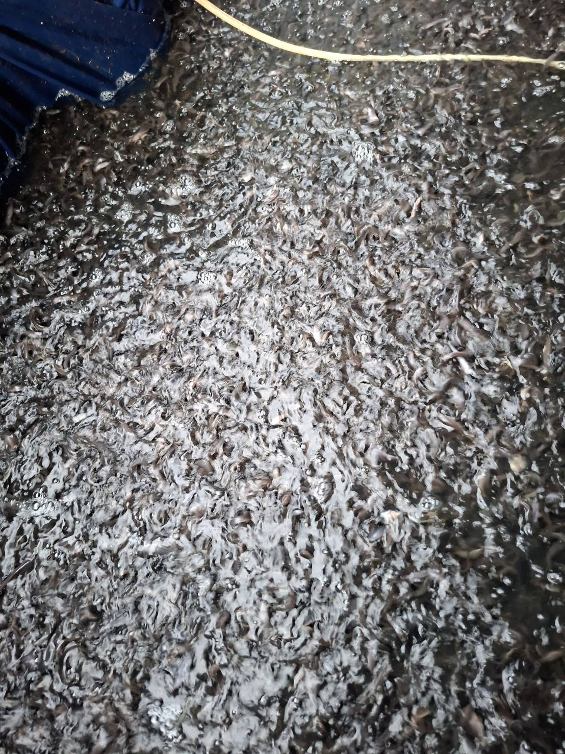 ข่าวกิจกรรม วันที่ 17 พฤศจิกายน 2568 เจ้าหน้าที่สำนักงานตรวจประมงบึงกาฬ (ด่านตรวจประมงนครพนม) ตรวจสอบการส่งออกสินค้าประมง  ณ ด่านศุลกากรบึงกาฬ จังหวัดบึงกาฬ