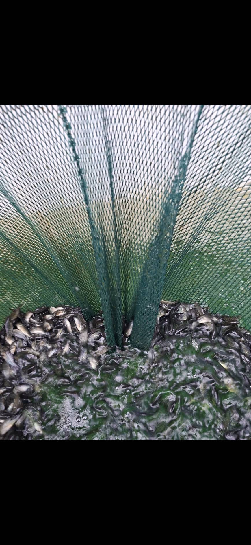 ข่าวกิจกรรม วันที่ 17 พฤศจิกายน 2568 เจ้าหน้าที่สำนักงานตรวจประมงบึงกาฬ (ด่านตรวจประมงนครพนม) ตรวจสอบการส่งออกสินค้าประมง  ณ ด่านศุลกากรบึงกาฬ จังหวัดบึงกาฬ