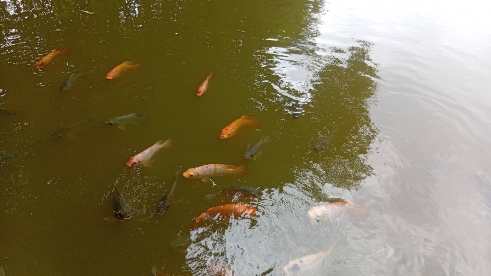 ประเมินศักยภาพและจัดกลุ่มศูนย์เรียนรู้การเพิ่มประสิทธิภาพการผลิตสินค้าเกษตร ในพื้นที่ อ.บำเหน็จณรงค์ จ.ชัยภูมิ..คลิก