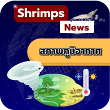 ฟาร์มกุ้งไฮเทคของเวียดนามได้รับความเสียหายอย่างหนักจากพายุ storm No.10 ขณะที่เจ้าของฟาร์มพยายามรับมือผลกระทบ 