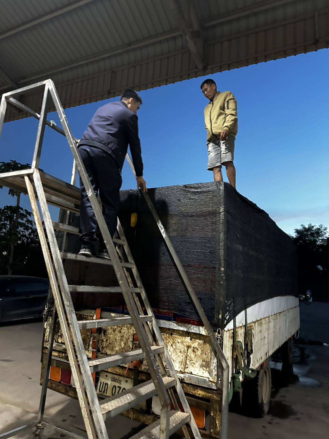 ข่าวกิจกรรม วันที่ 25 พฤศจิกายน 2568 เจ้าหน้าที่ด่านตรวจประมงนครพนม ดำเนินการตรวจสอบปลาดุกแอฟริกา มีชีวิต ณ ดผ่านแดนถาวรสะพานมิตรภาพไทย-ลาว แห่งที่ 3 นครพนม -คำม่วน..คลิก