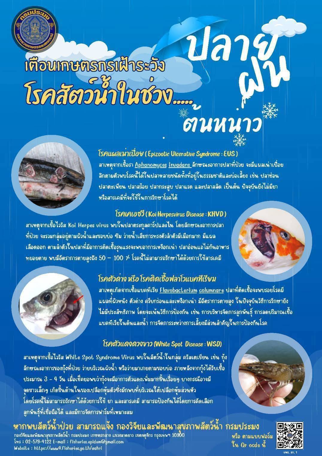 เตือนเกษตรกรเฝ้าระวัง โรคสัตว์น้ำในช่วง ปลายฝนต้นหนาว