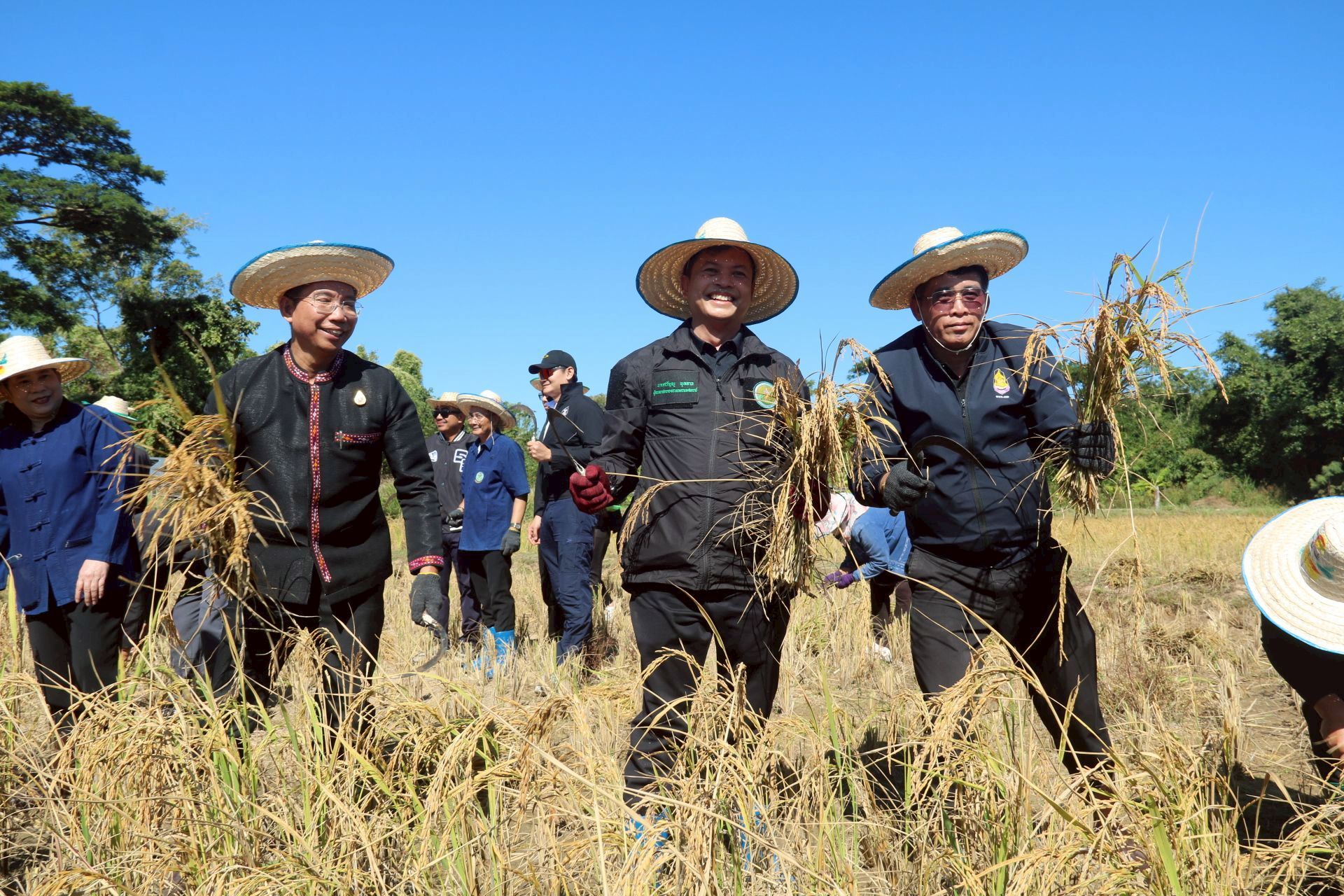 ร่วมกิจกรรมลงแขกเกี่ยวข้าว 