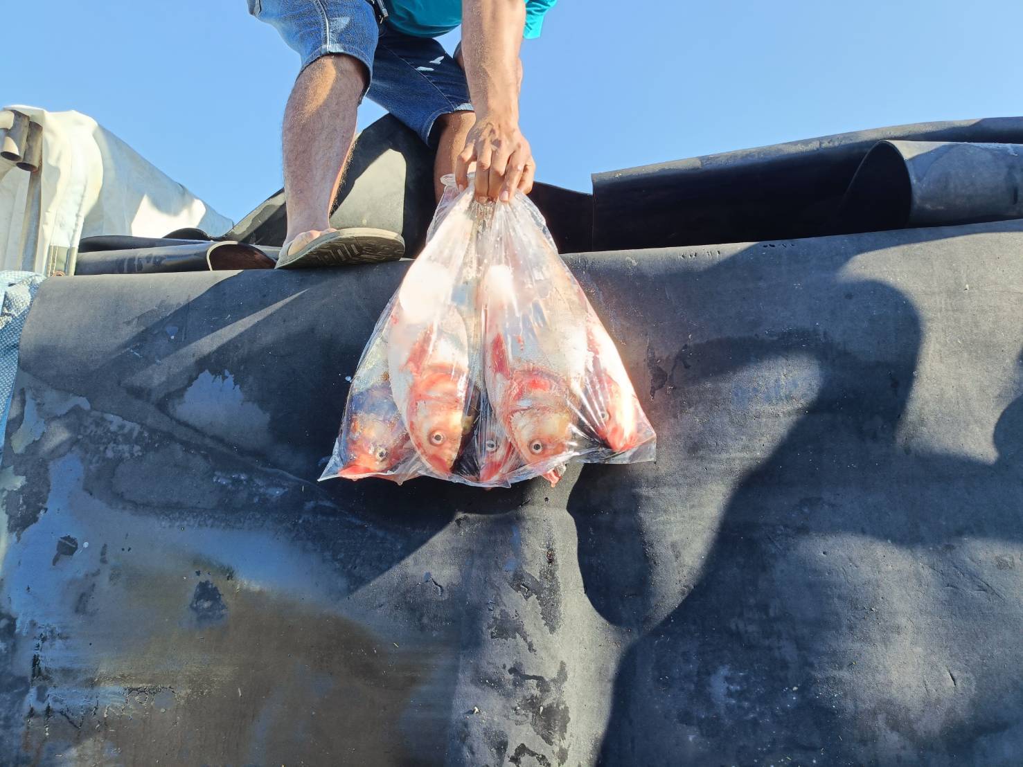 ข่าวกิจกรรม วันที่ 1 ธันวาคม 2568 เจ้าหน้าที่สำนักงานตรวจประมงบึงกาฬ ดำเนินการตรวจสอบการส่งออกสัตว์น้ำชนิด ปลาลิ่น ทั้งตัว แช่เย็น ณ ด่านพรมแดนศุลกากรบึงกาฬ จ.บึงกาฬ