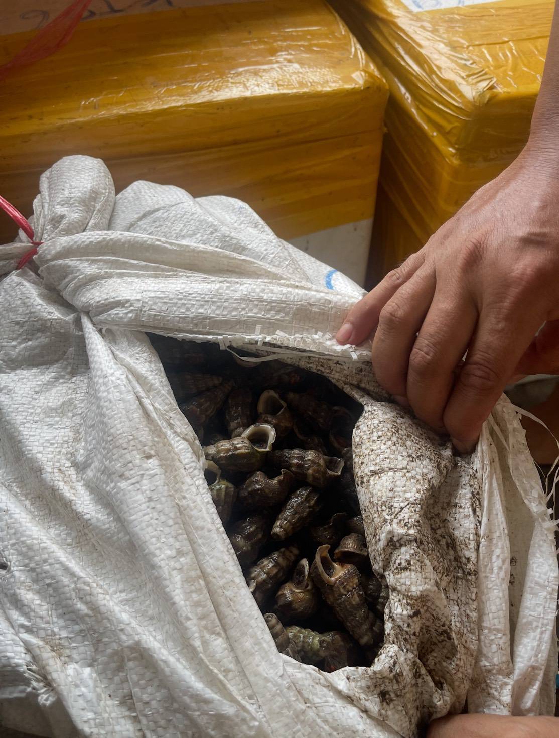 ข่าวกิจกรรม วันที่ 2 ธันวาคม 2568 เจ้าหน้าที่ด่านตรวจประมงนครพนม ตรวจสอบสัตว์น้ำส่งออกไปยัง เมืองท่าแขก แขวงคำม่วน สปป.ลาว ณ อาคารเก็บของกลางและตรวจสอบสินค้าด่านศุลกากรนครพนม จ.นครพนม