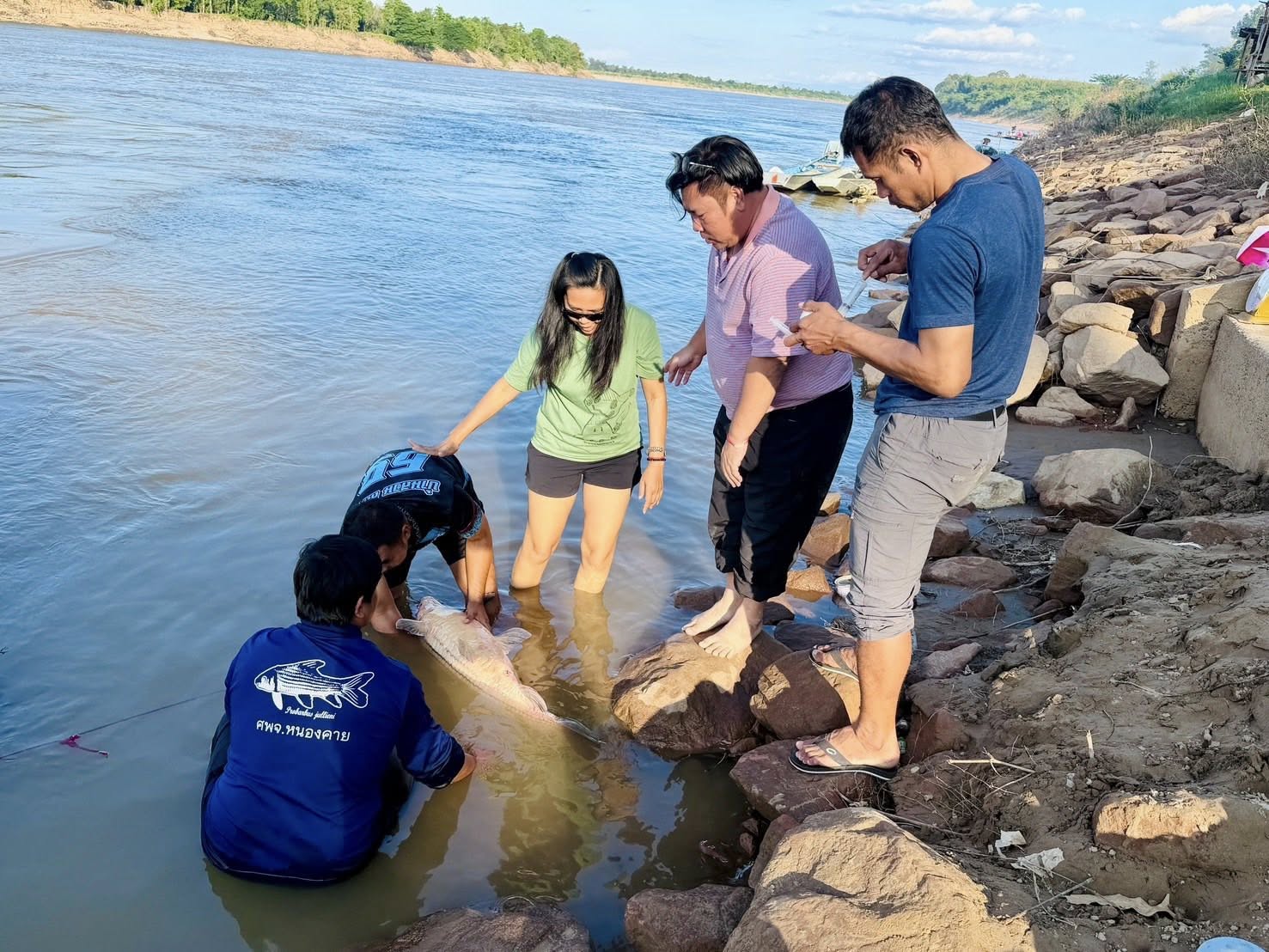 หน่วยเฉพาะกิจเพาะพันธุ์ปลายี่สกไทยในแม่น้ำโขง ศพจ.หนองคาย ขอรายงานผลการปฏิบัติงานโครงการเพาะพันธุ์ปลายี่สกไทย (ปลาเอิน)ในแม่น้ำโขงเพื่อฟื้นฟูทรัพยากรสัตว์น้ำในพื้นที่แม่น้ำโขง..คลิก