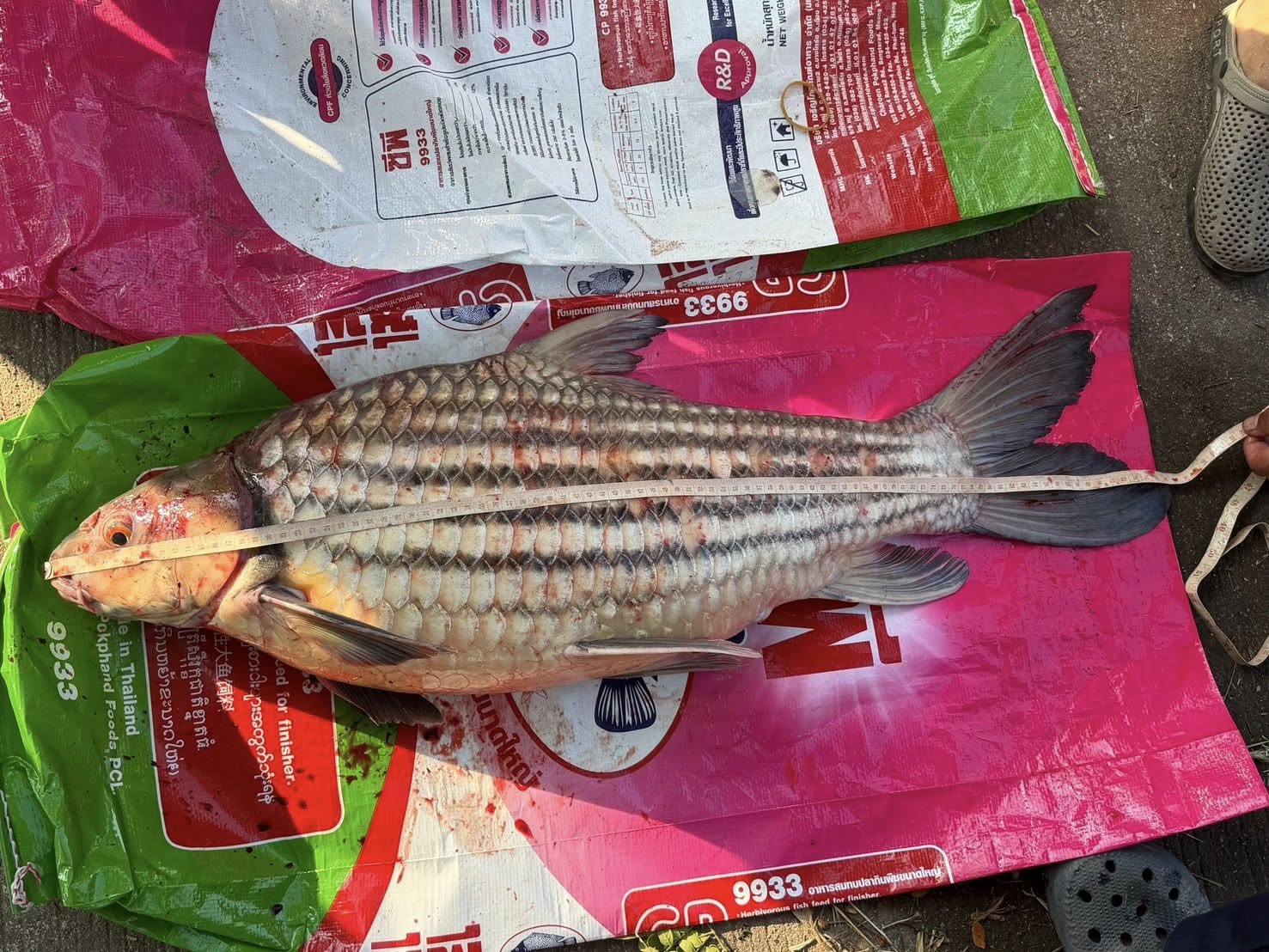 หน่วยเฉพาะกิจเพาะพันธุ์ปลายี่สกไทยในแม่น้ำโขง ศพจ.หนองคาย ขอรายงานผลการปฏิบัติงานโครงการเพาะพันธุ์ปลายี่สกไทย (ปลาเอิน)ในแม่น้ำโขงเพื่อฟื้นฟูทรัพยากรสัตว์น้ำในพื้นที่แม่น้ำโขง