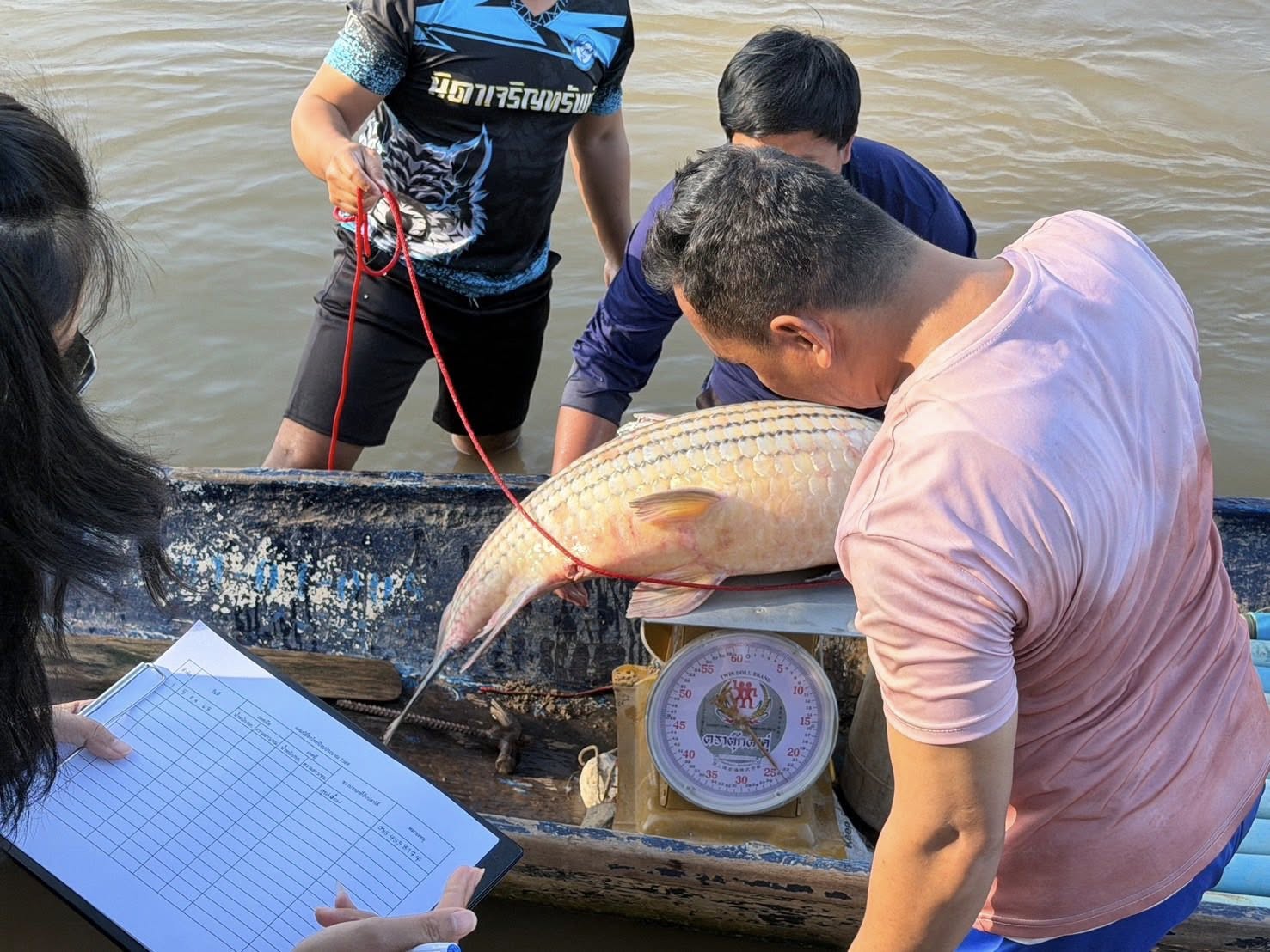 หน่วยเฉพาะกิจเพาะพันธุ์ปลายี่สกไทยในแม่น้ำโขง ศพจ.หนองคาย ขอรายงานผลการปฏิบัติงานโครงการเพาะพันธุ์ปลายี่สกไทย (ปลาเอิน)ในแม่น้ำโขงเพื่อฟื้นฟูทรัพยากรสัตว์น้ำในพื้นที่แม่น้ำโขง