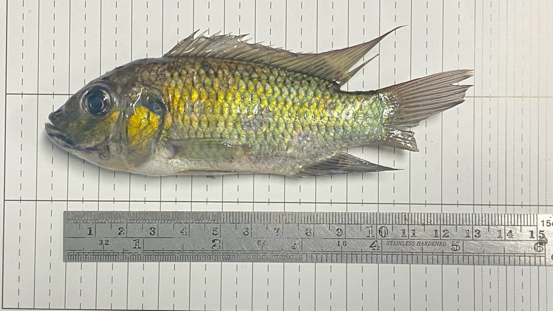 รับแจ้งการระบาดของปลาหมอคางดำ 