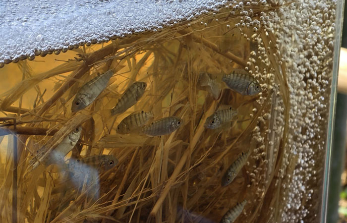 ศูนย์ศึกษาการพัฒนาอ่าวคุ้งกระเบนฯ เยี่ยมชมและแลกเปลี่ยนเรียนรู้กระบวนการทำงาน (ด้านการบริหารจัดการน้ำเพื่อการประมง) ตามแนวพระราชดำริของ 