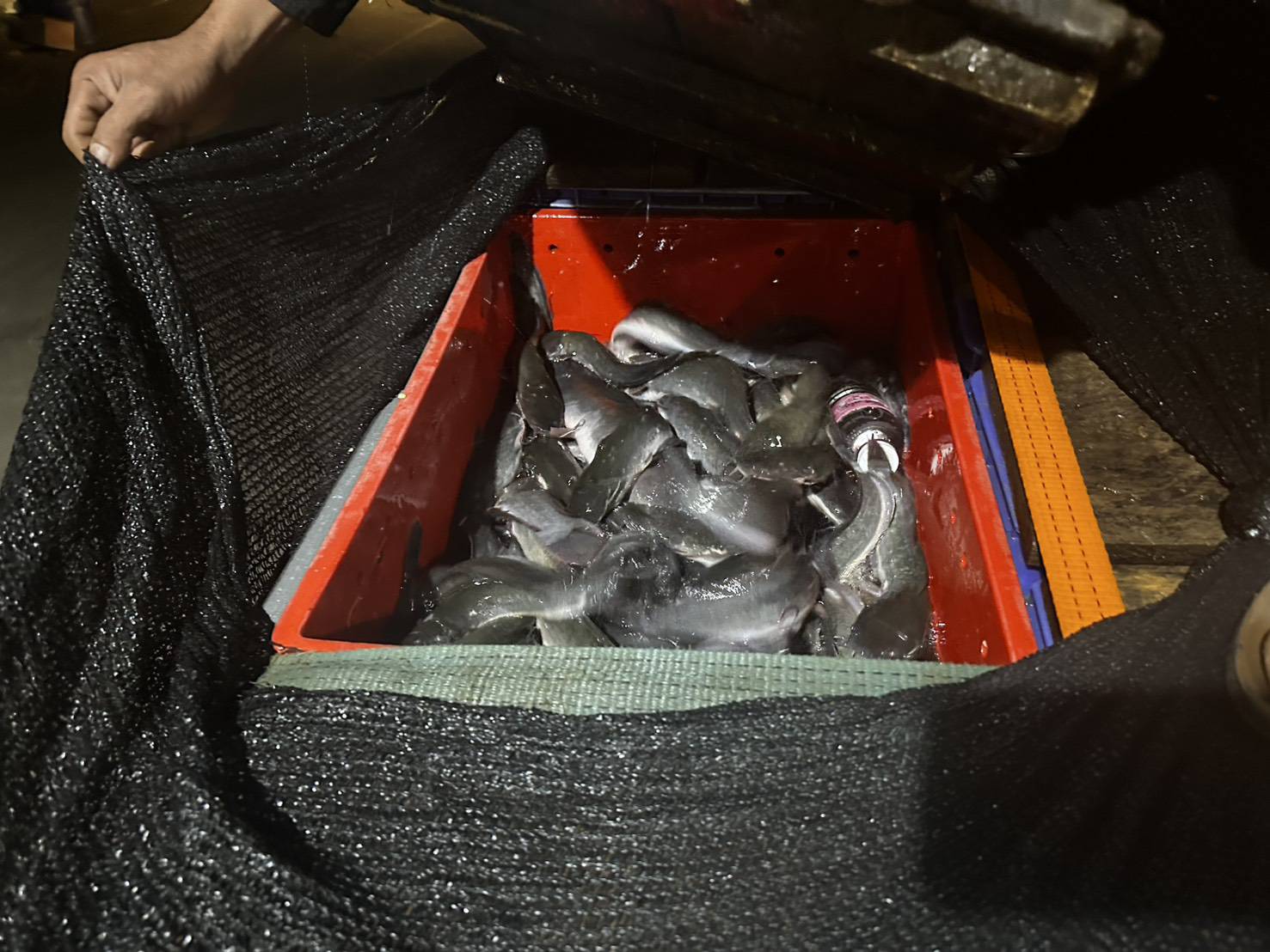 ข่าวกิจกรรม วันที่ 15 ธันวาคม 2568 เจ้าหน้าที่ด่านตรวจประมงนครพนม ดำเนินการตรวจสอบปลาดุกแอฟริกา มีชีวิต ณ จุดผ่านแดนถาวรสะพานมิตรภาพไทย-ลาว แห่งที่ 3 นครพนม -คำม่วน..คลิก