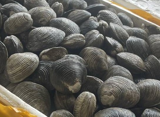 ข่าวกิจกรรม วันที่ 15 ธันวาคม 2568 เจ้าหน้าที่ด่านตรวจประมงนครพนม ตรวจสอบสัตว์น้ำส่งออก ชนิด หอยจุ๊ปแจง มีชีวิต และหอยตลับ มีชีวิต ณ อาคารเก็บของกลางและตรวจสอบสินค้าด่านศุลกากรนครพนม จ.นครพนม