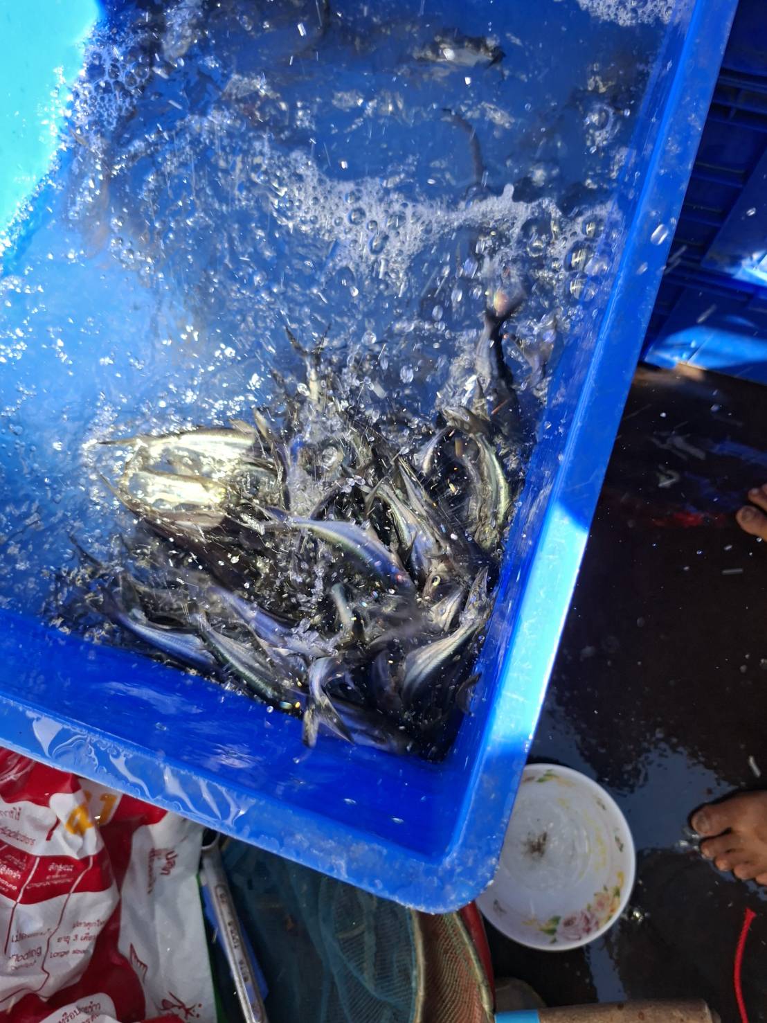 ข่าวกิจกรรม วันที่ 15 ธันวาคม 2568 เจ้าหน้าที่สำนักงานตรวจประมงบึงกาฬ ตรวจสอบสัตว์น้ำส่งออก ชนิด ลูกกุ้งก้ามกราม และ ลูกปลาสวาย ณ ด่านพรมแดนบึงกาฬ จ.บึงกาฬ..คลิก