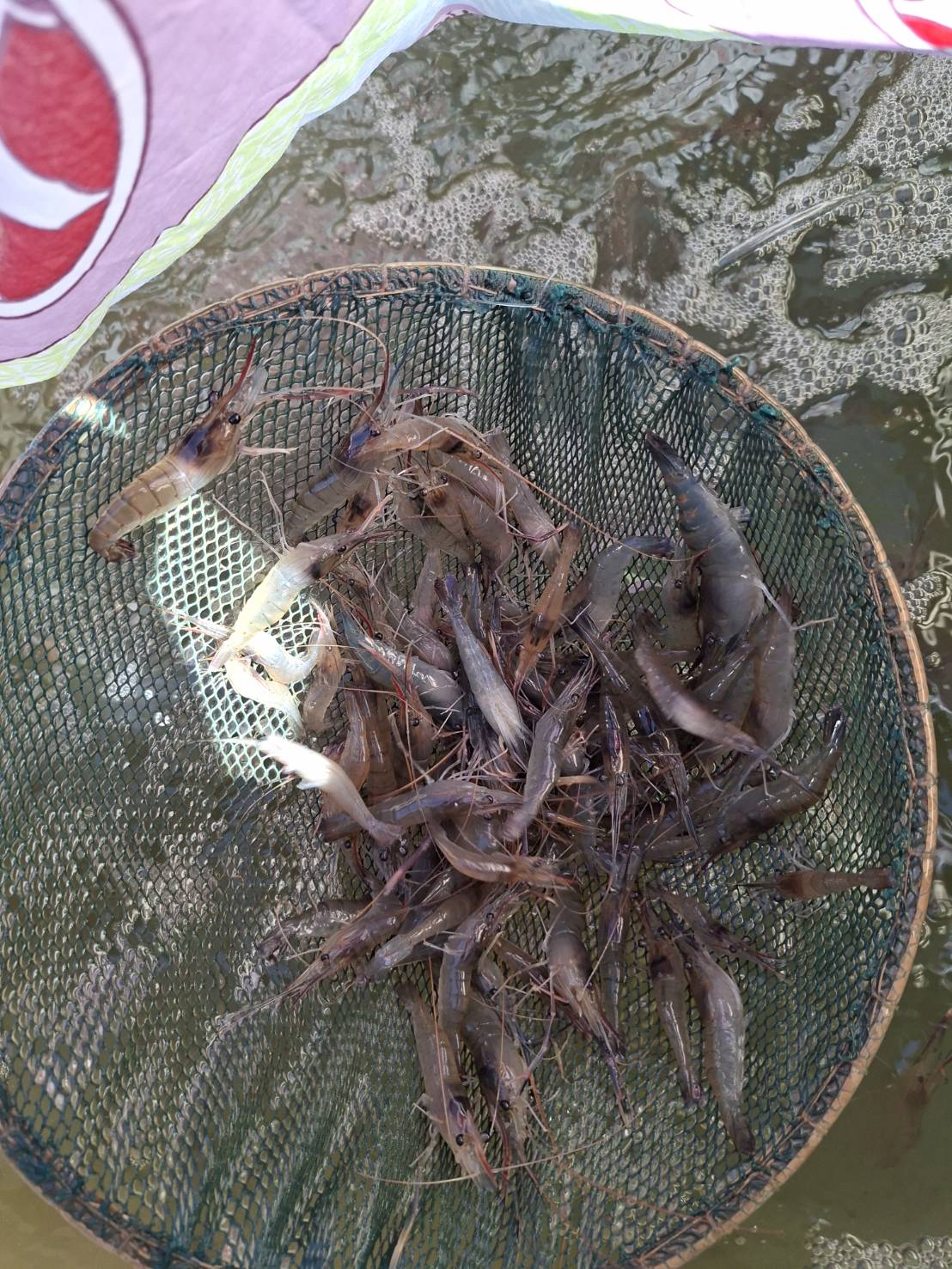 ข่าวกิจกรรม วันที่ 15 ธันวาคม 2568 เจ้าหน้าที่สำนักงานตรวจประมงบึงกาฬ ตรวจสอบสัตว์น้ำส่งออก ชนิด ลูกกุ้งก้ามกราม และ ลูกปลาสวาย ณ ด่านพรมแดนบึงกาฬ จ.บึงกาฬ