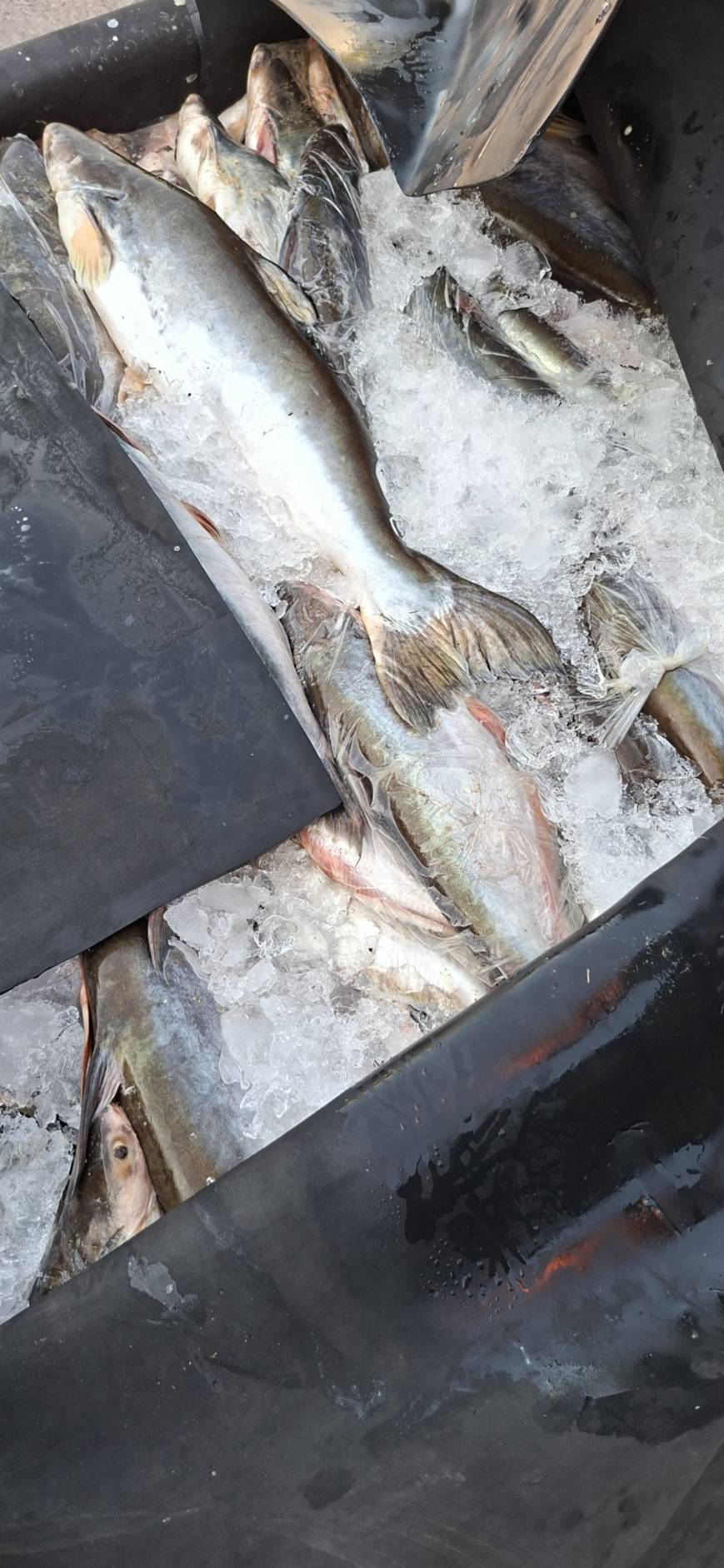 ข่าวกิจกรรม วันที่ 15 ธันวาคม 2568 เจ้าหน้าที่สำนักงานตรวจประมงบึงกาฬ ดำเนินการตรวจสอบการส่งออกสัตว์น้ำชนิด ปลาสวาย ทั้งตัว แช่เย็น ณ ด่านพรมแดนศุลกากรบึงกาฬ จ.บึงกาฬ