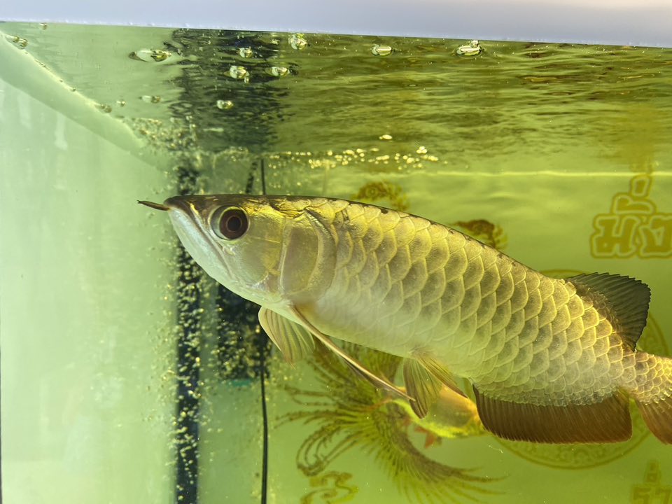 เข้าตรวจปลาตะพัด อำเภอดำเนินสะดวก..คลิก