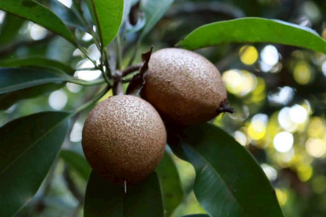 ประมงอำเภอโกรกพระ  ลงพื้นที่สวนละมุดสี่แคว และผลิตภัณฑ์จากวิสาหกิจชุมชน อาจารย์มนัส แว่นแก้ว หมู่ที่ 4 ตำบลบางมะฝ่อ อำเภอโกรกพระ จังหวัดนครสวรรค์