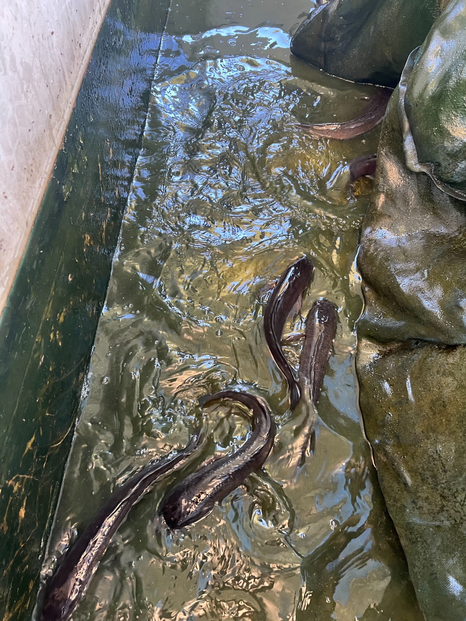 ลงพื้นที่ปฏิบัติงานเตรียมความพร้อมเกษตรกรเพื่อรับการตรวจรับรองมาตรฐานฟาร์มเพาะเลี้ยงสัตว์น้ำ (GAP มกษ.7436) ตามโครงการยกระดับคุณภาพมาตรฐานสินค้าเกษตร กิจกรรมพัฒนาคุณภาพสินค้าประมงสู่มาตรฐาน ประจำปีงบประมาณ พ.ศ.2569