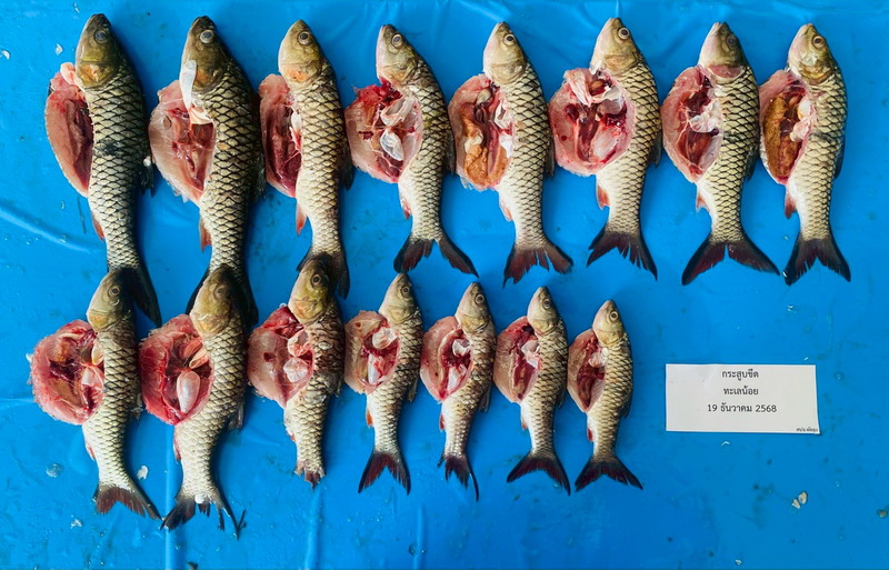 ดำเนินการสำรวจตัวอย่างปลาน้ำจืดมีไข่ ในพื้นที่ทะเลน้อยจังหวัดพัทลุง..คลิก