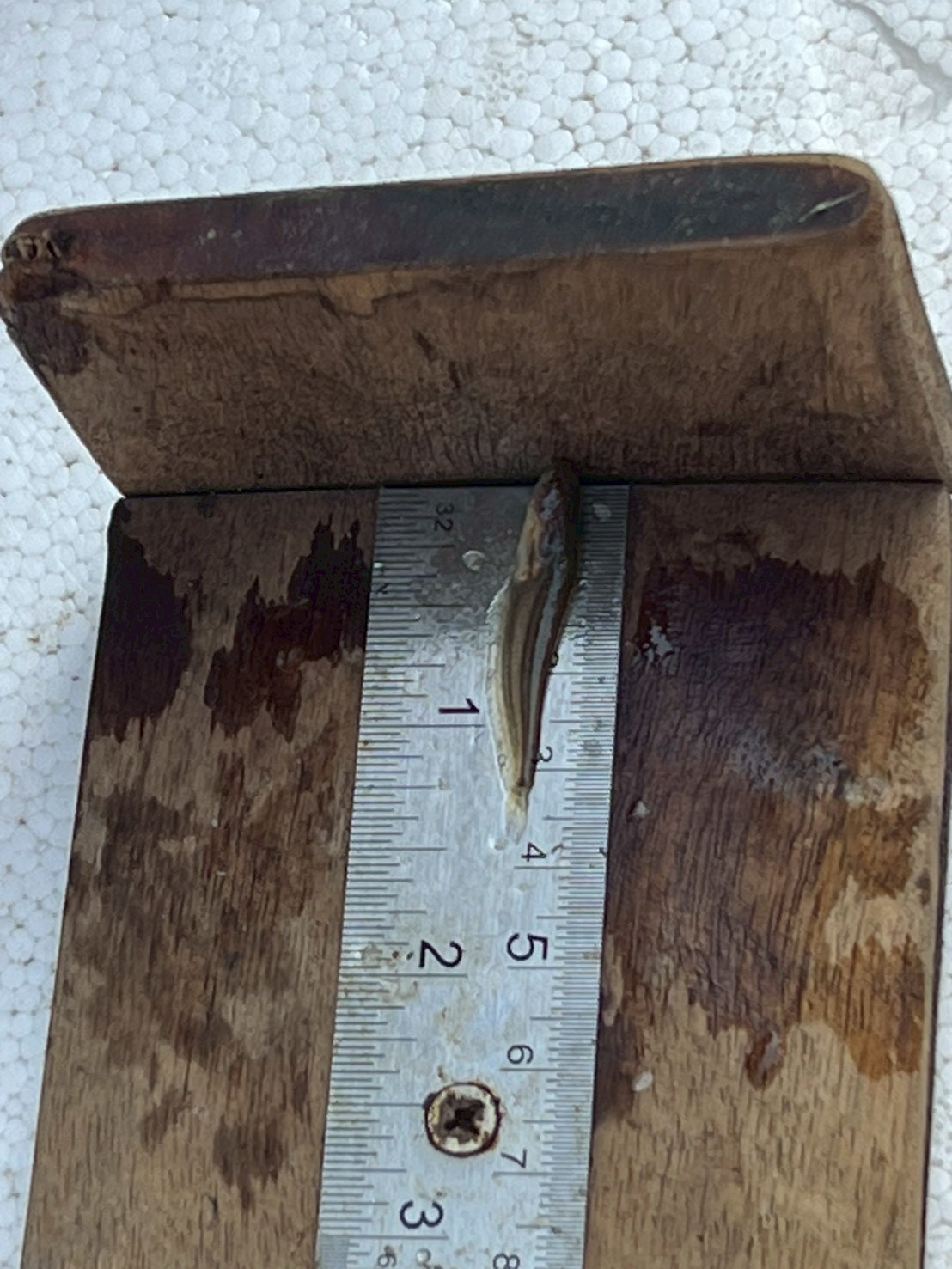 ร่วมปล่อยพันธุ์สัตว์น้ำเศรษฐกิจ 6 ชนิด ณ หนองอีล้ำ หนองหลวง ในพื้นที่อำเภอโพธิ์ทอง จังหวัดอ่างทอง..คลิก