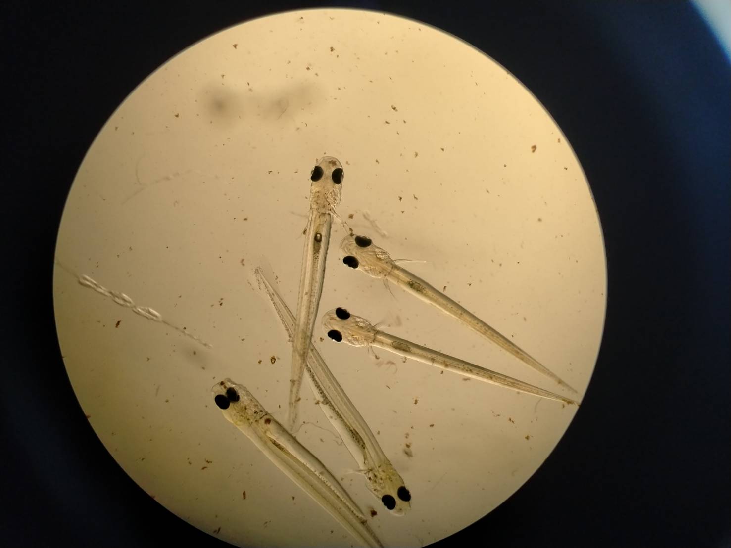 เพาะพันธุ์ปลายี่สกไทย ประจำปีงบประมาณ 2569