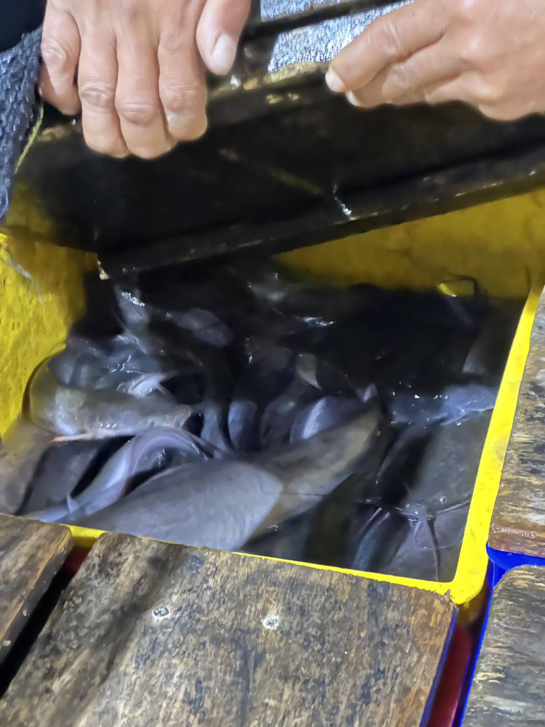 ข่าวกิจกรรม วันที่ 29 ธันวาคม 2568 เจ้าหน้าที่ด่านตรวจประมงนครพนม ตรวจสอบการส่งออก ปลาดุกแอฟริกา มีชีวิต ณ จุดผ่านแดนถาวรสะพานมิตรภาพไทย-ลาว แห่งที่ 3 นครพนม -คำม่วน..คลิก