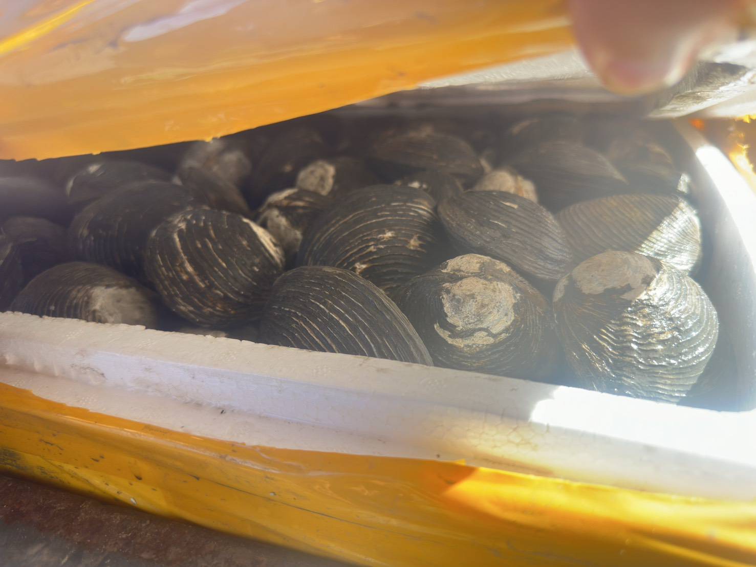 ข่าวกิจกรรม วันที่ 5 มกราคม 2569 เจ้าหน้าที่ด่านตรวจประมงนครพนม ตรวจสอบการส่งออกสัตว์น้ำ ชนิด หอยตลับ มีชีวิต ณ อาคารเก็บของกลางและตรวจสอบสินค้าด่านศุลกากรนครพนม จังหวัดนครพนม..คลิก